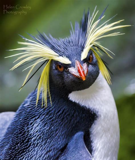 Penguin Hair & Beauty